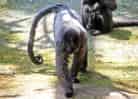 動物図鑑・コモンウーリーモンキー 5